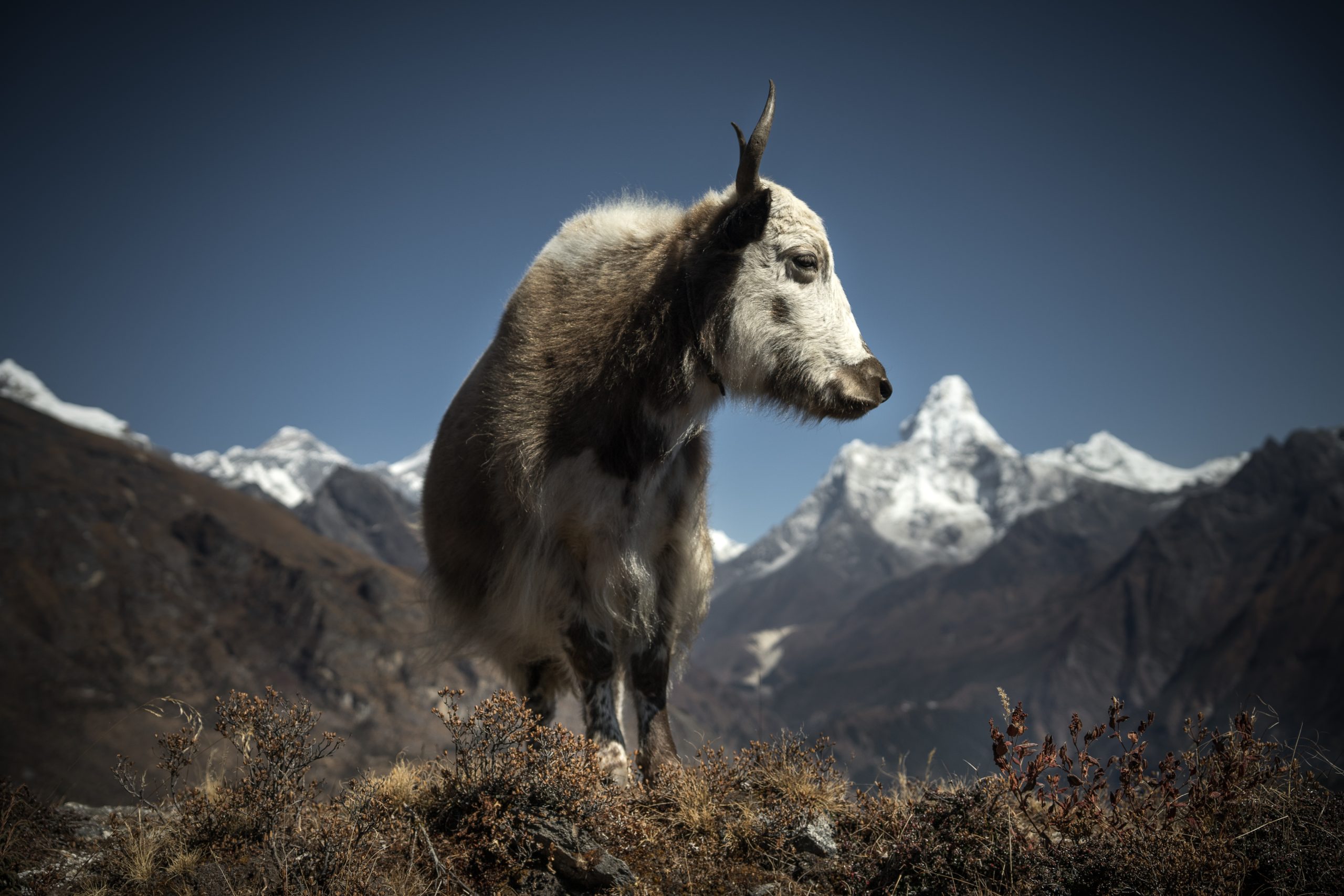 Sigma 28-70mm F2.8 C DG DN na nepalskim szlaku Magdaleny Jończyk