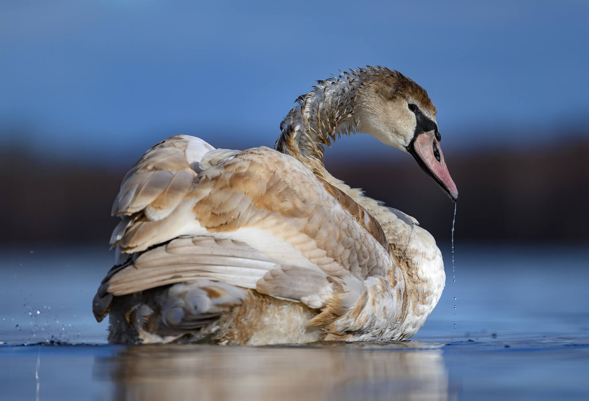 Sigma 500mm F5.6 DG DN OS | Sports – fotografia przyrodnicza