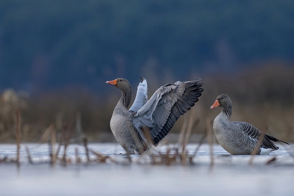 SIGMA 500mm F5.6 DG DN OS Sports – wrażenia z użytkowania w fotografii przyrodniczej