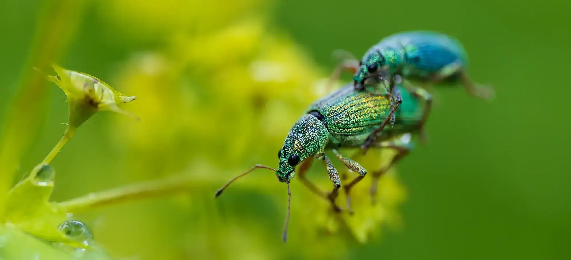 Zauważone niewidoczne – macro fotografia