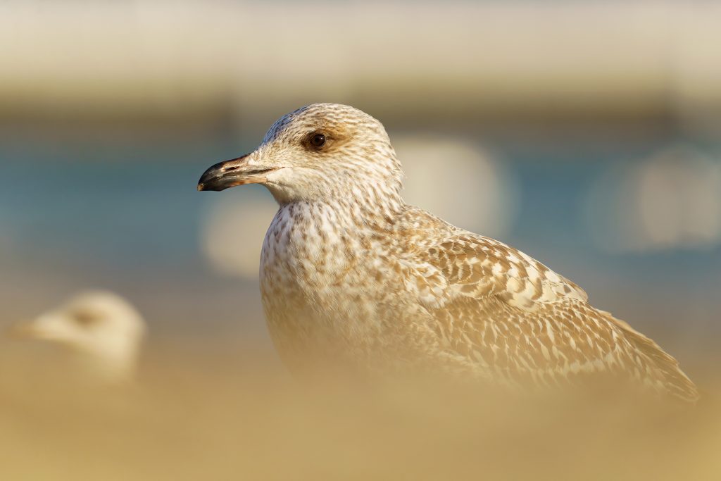SIGMA 60-600 mm F4.5-6.3 DG DN OS Sport – Darek Breś