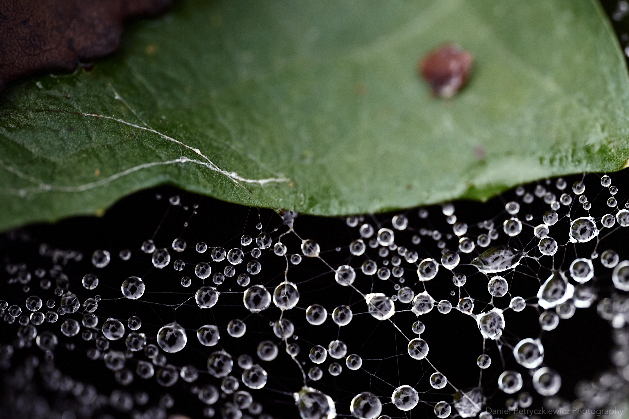 Blisko coraz bliżej czyli o tym, co możesz sobie tylko wyobrazić. Obiektyw SIGMA 105mm F2.8 DG DN Macro w rękach Daniela Petryczkiewicza